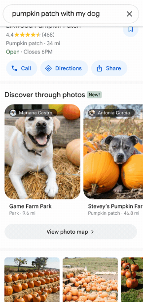 Google Maps Images Pumpkin Patch with Dogs